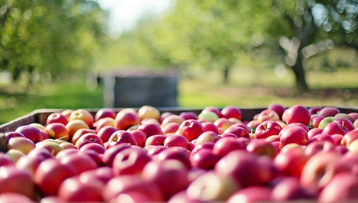 apple harvest home garden fertiliser