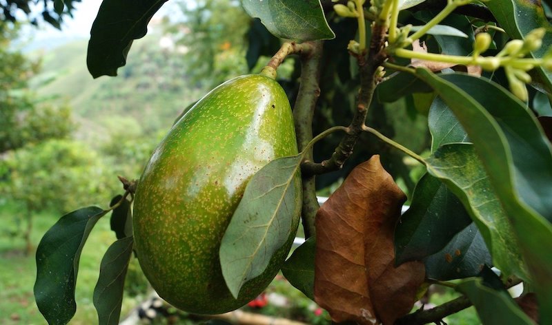 fertiliser for avocado trees by Eco Growth