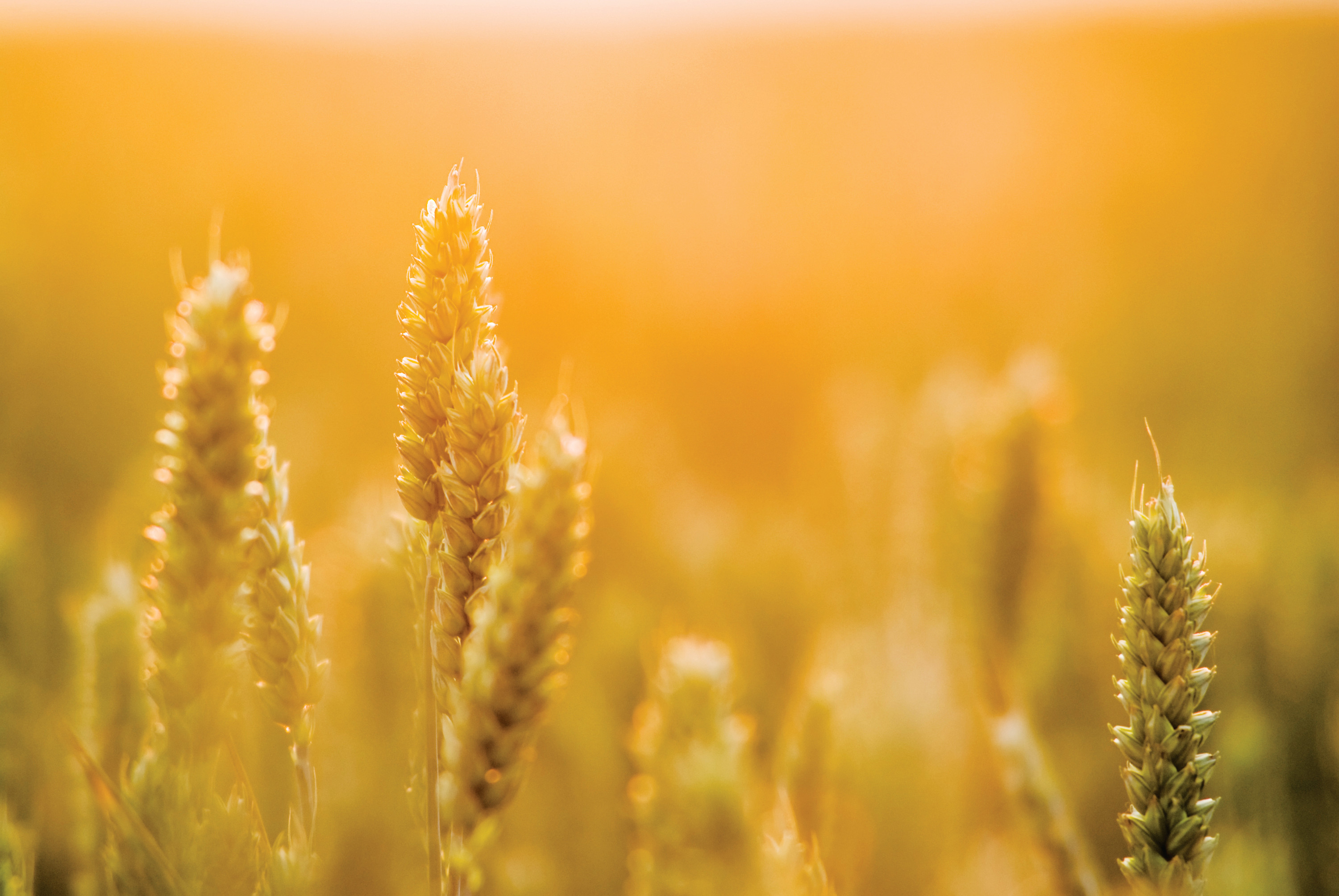 Eco-Wet® Trial Data Demonstrates Soil Wetting Efficacy For Enhancing Plant Establishment In Broadacre