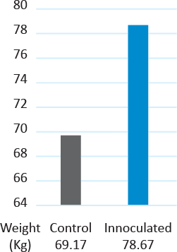 inoculated vs control weight in kg bar graph image
