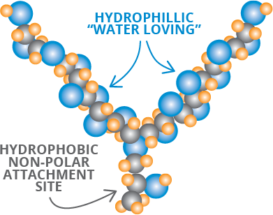 image of a hydrophilic molecule attracted to water and the hydrophobic effect.