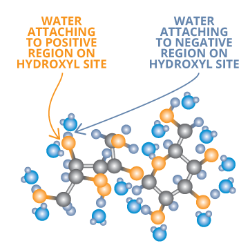water attaching to positive region on hydroxyl site and to negative region infographic